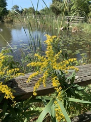 Solidago canadensis