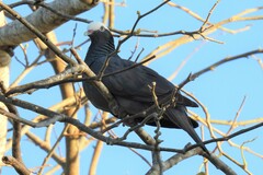 Patagioenas leucocephala