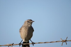Cercotrichas coryphoeus