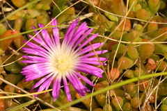 Disphyma crassifolium