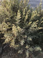 Gnorimoschema baccharisella