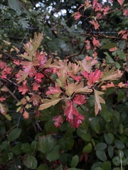 Crataegus monogyna