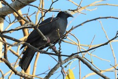 Patagioenas leucocephala