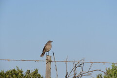 Cercotrichas coryphoeus
