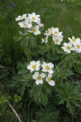 Anemonastrum fasciculatum