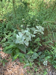 Pycnanthemum muticum