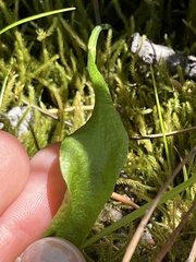 Ophioglossum pusillum