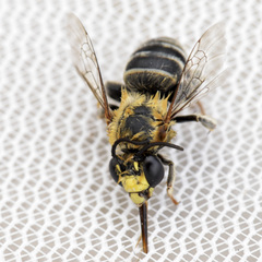 Anthophora