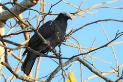 Patagioenas leucocephala