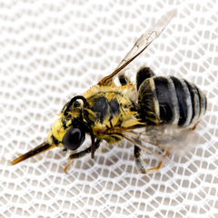 Anthophora