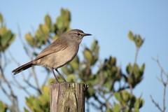 Cercotrichas coryphoeus
