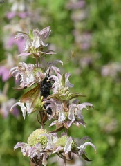 Pygodasis quadrimaculata