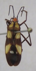 Lygaeidae