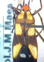 Lygaeidae