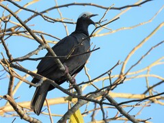 Patagioenas leucocephala