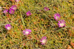 Disphyma crassifolium