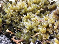Hedwigia ciliata