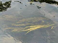 Potamogeton spirillus