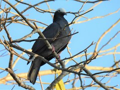 Patagioenas leucocephala