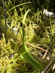 Ophioglossum pusillum