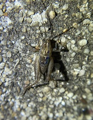 Pristoceuthophilus