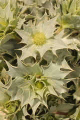 Eryngium maritimum