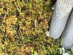 Equisetum scirpoides