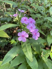 Phlox paniculata