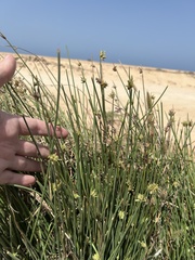 Cyperus rotundus