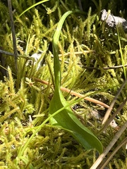 Ophioglossum pusillum