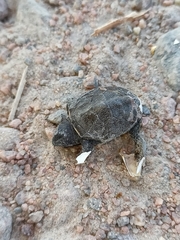 Emys orbicularis