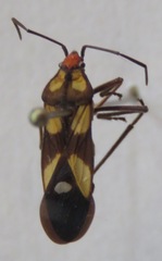 Lygaeidae