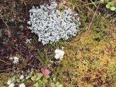 Equisetum scirpoides