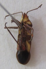 Lygaeidae