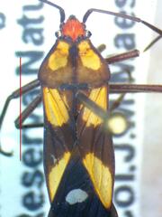 Lygaeidae