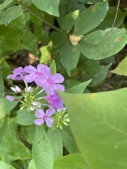 Phlox paniculata