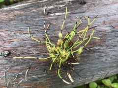 Equisetum scirpoides