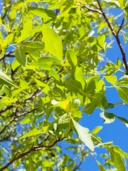 Ptelea trifoliata