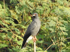 Rostrhamus sociabilis