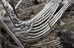 Carnegiea gigantea