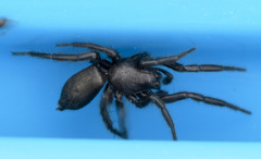 Zelotes