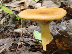 Lactifluus volemus