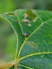 Nanophyes marmoratus