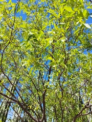 Ptelea trifoliata