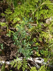 Indigofera heterophylla