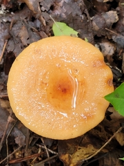 Lactifluus volemus