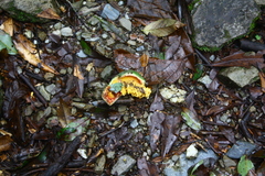 Ficus pumila awkeotsang