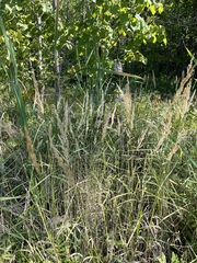 Calamagrostis epigejos