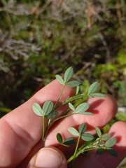 Indigofera heterophylla