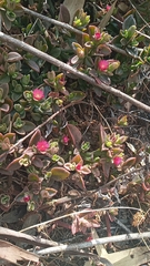 Geniculiflora